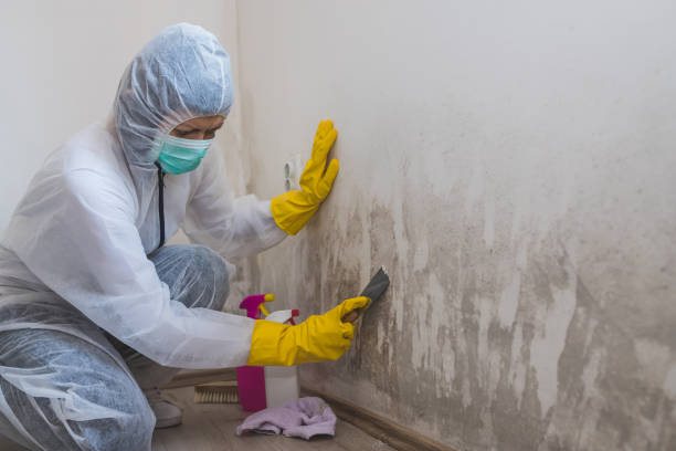 Best Emergency Mold Removal  in Shallowater, TX