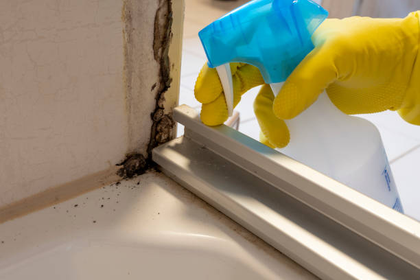 Best Residential Mold Removal  in Shallowater, TX