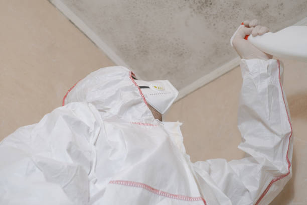 Best Local Mold Removal Service  in Shallowater, TX