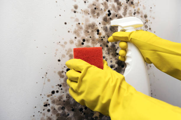 Best Toxic Mold Removal  in Shallowater, TX