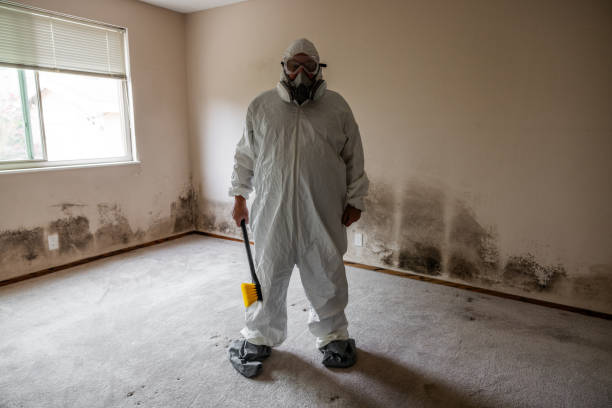 Best Mold Damage Repair  in Shallowater, TX