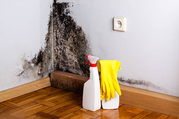 Best Home Mold Removal  in Shallowater, TX