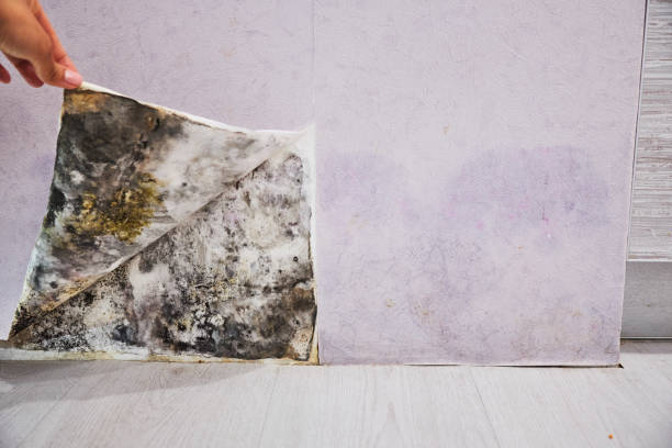 Best Mold Remediation Services  in Shallowater, TX